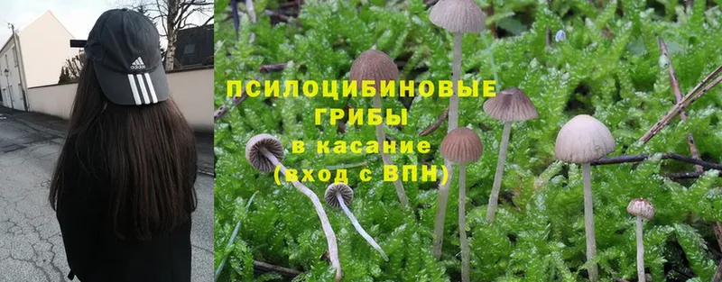 Псилоцибиновые грибы GOLDEN TEACHER  кракен   Бронницы 